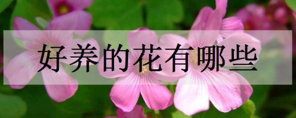 好养的花有哪些 好看又好养的花有哪几种