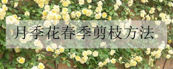 月季花春季剪枝多久?