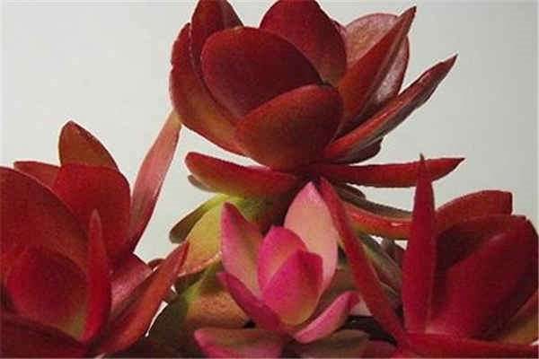 赤鬼城和火祭的区别？有哪些？