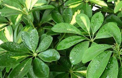 发财树的修剪多久？