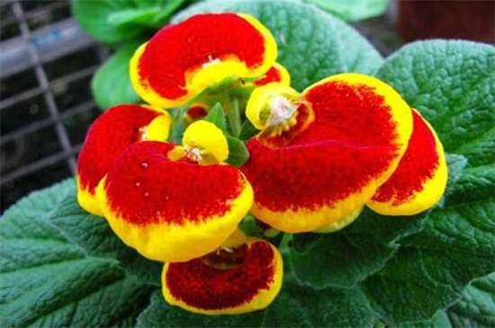 荷包花冬天养殖的禁忌 缺乏光照并大量浇水施肥