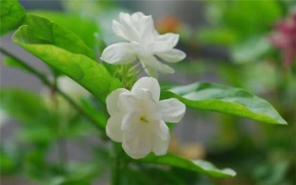 2022年喜阳耐高温的植物花卉有哪些 五种花卉推荐
