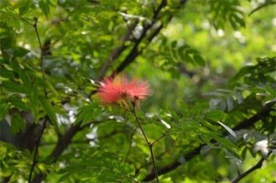 合欢花的整形修剪方法 4个步骤修剪茂盛合欢花