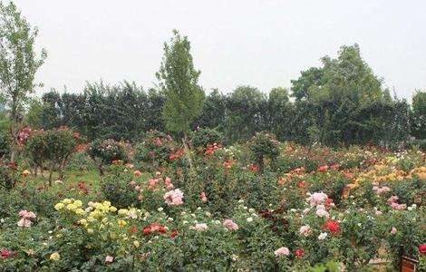 月季花的养殖方法介绍