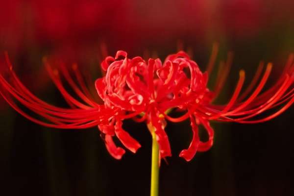 彼岸花的生长周期是多久