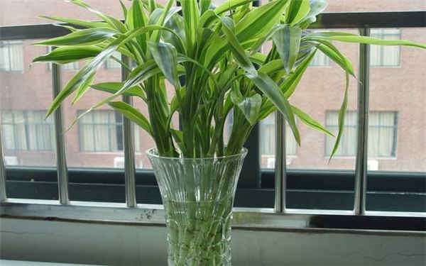 富贵竹叶子发黄加啤酒好吗 有什么用