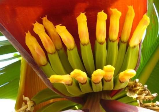 芭蕉图片附介绍：相册的图片免费下载