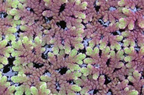 满江红植物的药用价值