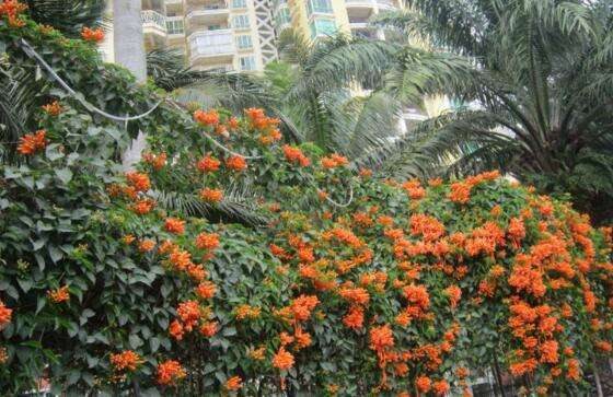 炮仗花有毒吗 不仅无毒还有药用价值