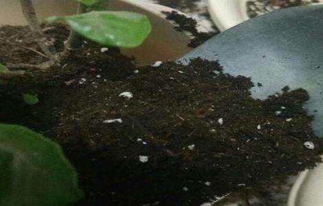 栀子花换盆方法 栀子花换盆注意事项