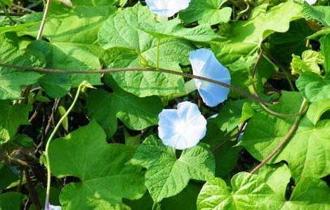 牵牛花的养殖多久？