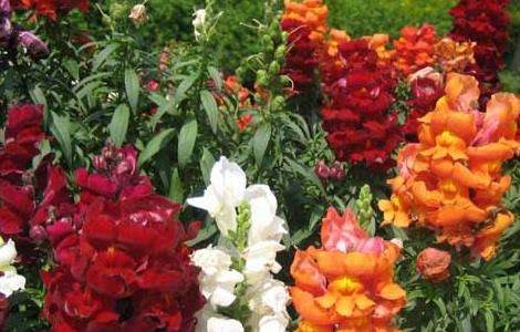 金鱼草养殖多久?