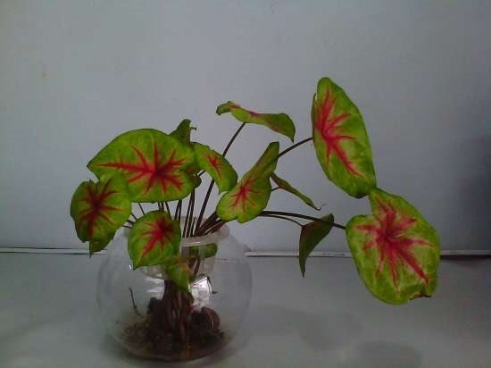 怎样无土盆栽花叶芋