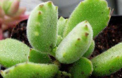 熊童子掉叶子怎么办?