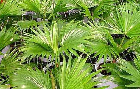 蒲葵的养殖多久？