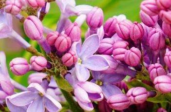 盆栽丁香花的种植多久？