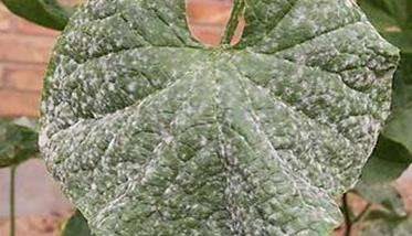 甜瓜白粉病的防治方法 甜瓜白粉病用什么药