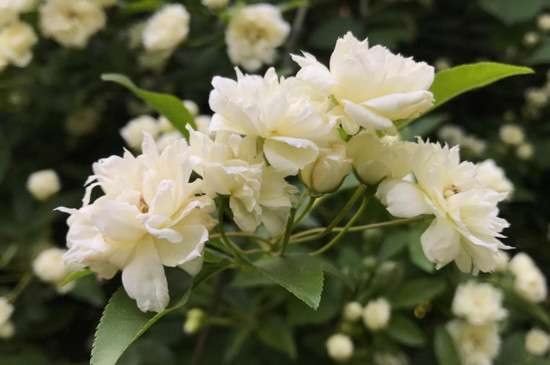 木香花不开花的原因?