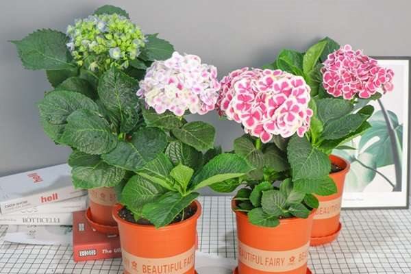 盆栽绣球花只长叶子不开花怎么办？