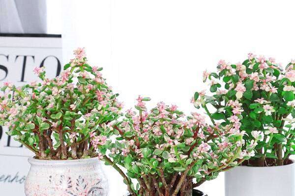 家养盆栽雅乐之舞的养殖方法和注意事项有哪些？