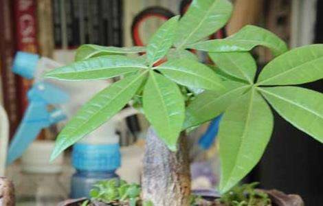 发财树的修剪多久？