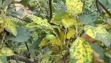 苹果虎皮病的症状和原因 苹果虎皮病如何防治