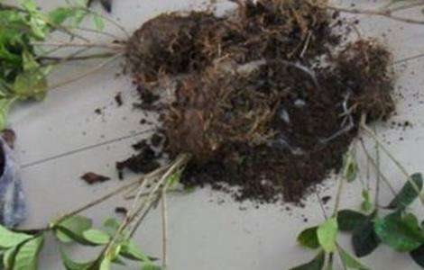 栀子花换盆方法 栀子花换盆注意事项