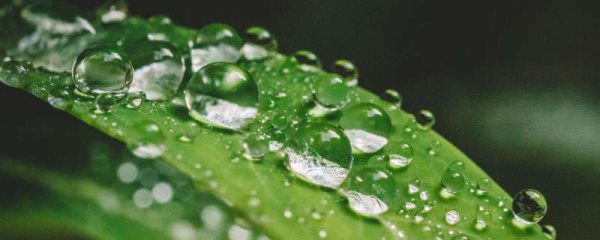 金钱树的养殖方法和注意事项