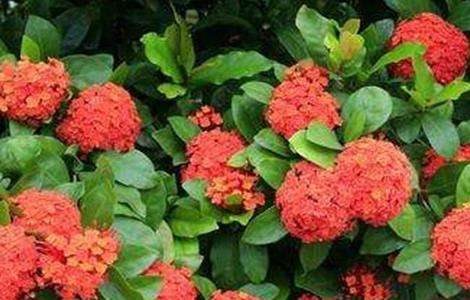 龙船花养殖注意什么？