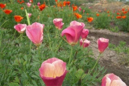 花菱草的养殖方法和注意事项 使土壤微湿光照养护