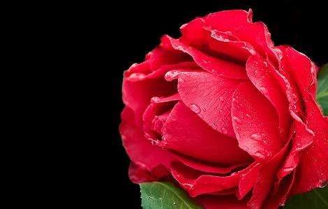 茶花叶子长黑斑怎么办？