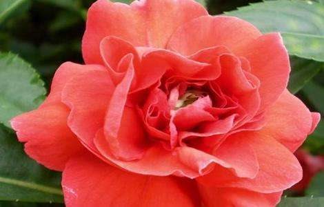 凤仙花烂根是怎么回事