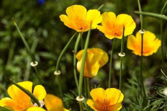 花菱草的养殖方法和注意事项 使土壤微湿光照养护