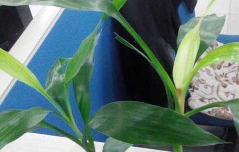 观音竹叶子发黄怎么办？