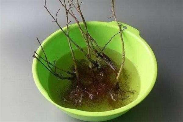 多菌灵和生根粉可以同时用吗？