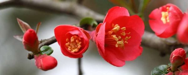 海棠花突然蔫了是因为什么？