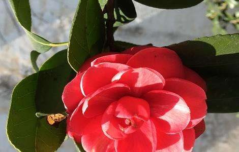 茶花叶子长黑斑怎么办？