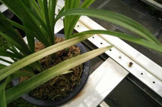 兰草叶子发焦怎么多久？