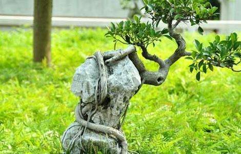 榕树盆景的养殖多久？