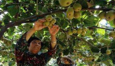 猕猴桃夏季修剪技术要点与管理的主要内容