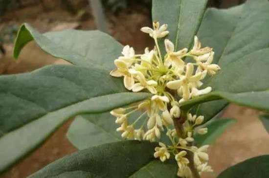 桂花品种有哪些？