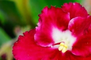 非洲紫罗兰的养殖多久？