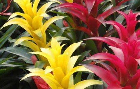 凤梨花的繁殖多久？