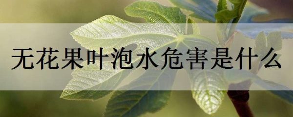 无花果叶泡水危害是什么？
