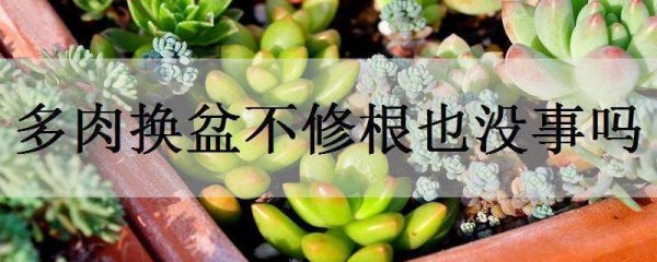 多肉换盆不修根也没事吗?