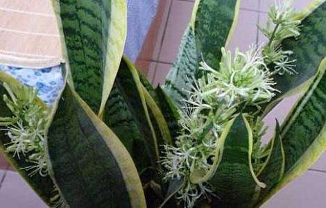 虎皮兰叶子发黄怎么办？