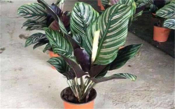 魅力之星竹芋开花吗 怎么养