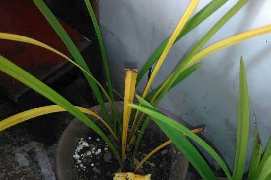 兰草叶子发焦怎么多久？