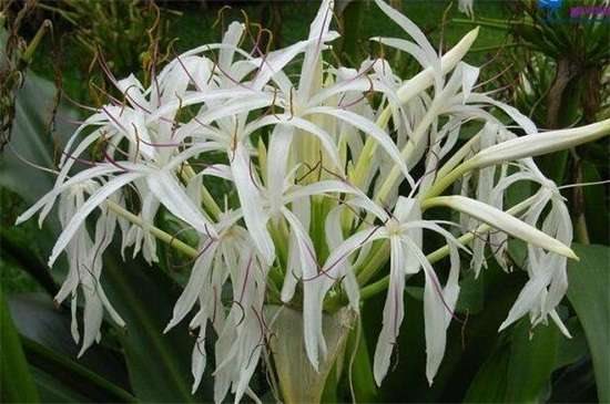 白花石蒜的花语和传说 代表无尽思念和绝望爱情