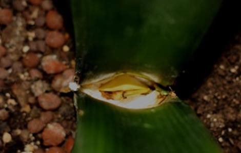 君子兰烂心怎么多久？